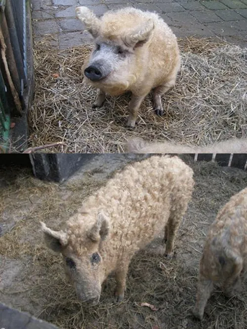 مدل جدید خوک به نام( خوک گوسفندی)