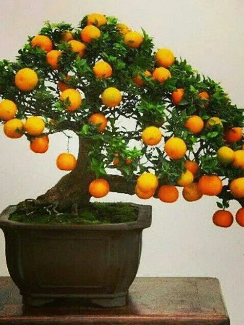 خوراکی میوه ها نارنگی والپیپر تصویر پس زمینه ،