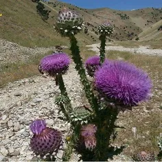 کسی میدونه اسمش چی به زبان محلی....