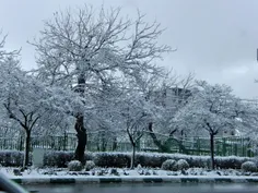 📸 بارش زیبای برف امروز صبح در مشهد❄ ️