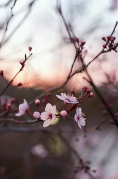 شکوفه های هلو رسته روی پیرهنت -
