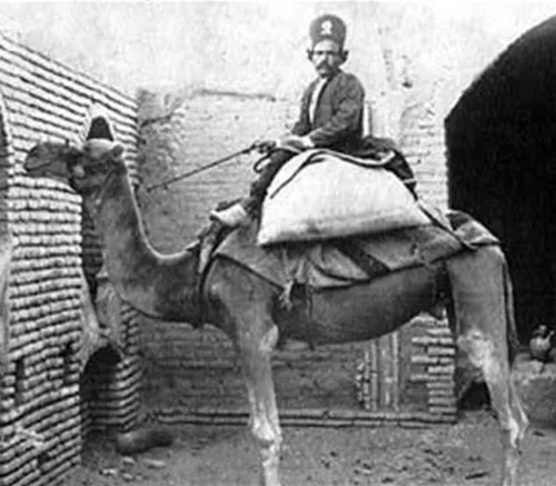 تصویر یک پستچی در زمان قاجار که با شتر نامه هارا میرساند