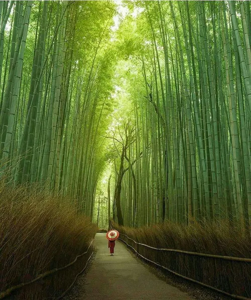 جنگل بامبو ساگانو، کیوتو ژاپن😍