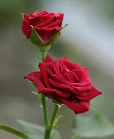 هنوزم گل سرخ دوست داری؟؟؟؟