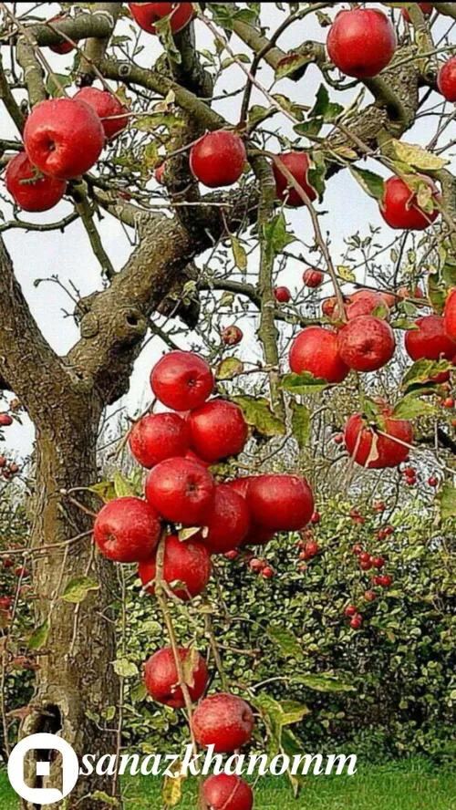 مردی