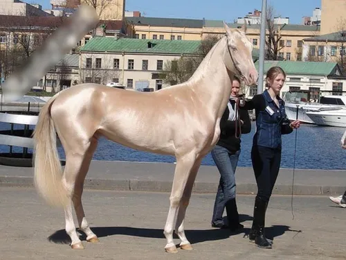 زیباترین و گران ترین اسب دنیا