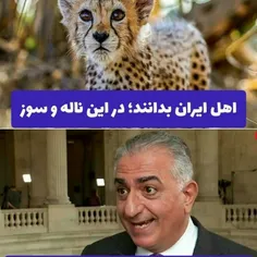 #پشم_سلطنه