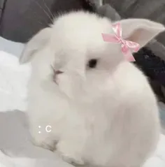 خرگوششش🐇🎀🥹🛐