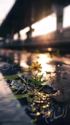 سلام الله علیک یابن الحسن یا مهدی