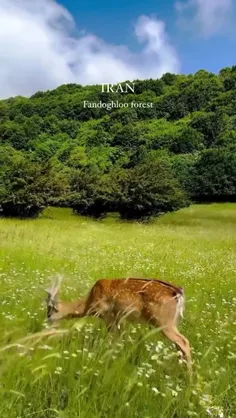 🍃جنگل فندق لو ،نمين استان اردبیل 🌳🦌