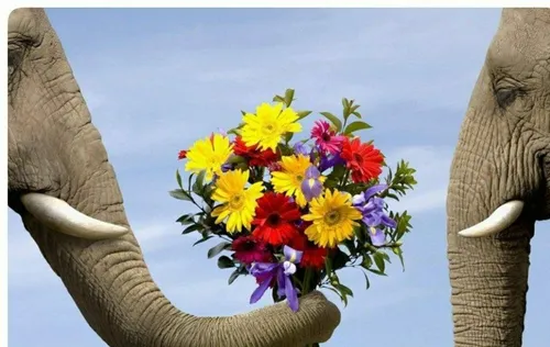 فیلها خاطرات عشق و عاشقى را به یاد میسپارند! آن ها حتی سا