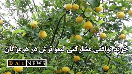 آمادگی تعاون روستایی استان هرمزگان برای خرید توافقی مشارک