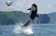 در سال 2007 نهنگی را با یک سرنیزه در بدنش یافتند. پس از ب