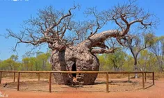 در استرالیا درخت بائوبابی با قدمت 1500 ساله وجود دارد؛ در