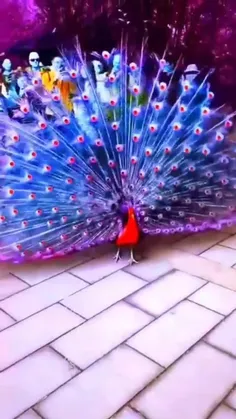 طاووس | زیبایی خلقت