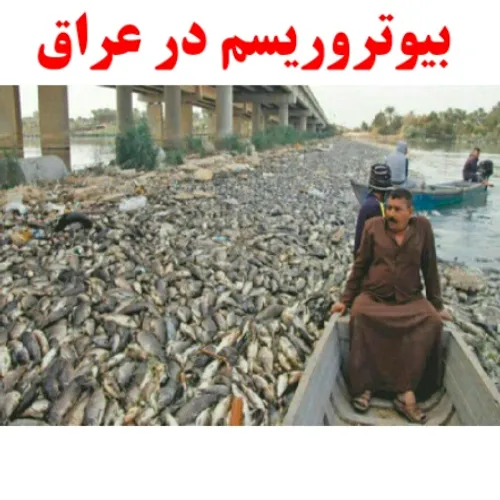 🔺 مرگ دسته جمعی ماهی ها در دجله و فرات/همشهری