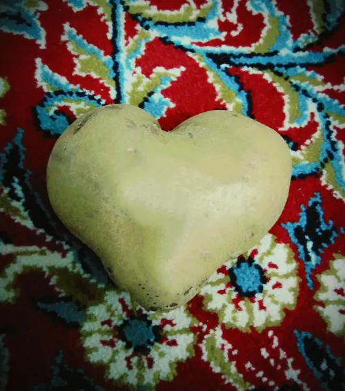 سیب زمینی قلبی پیدا کردم