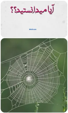 اگر ضخامت تار عنکبوت به اندازه مغز یک مداد به هم تنیده می