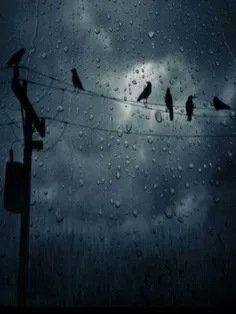 #باران #شب #کلاغ #پرنده
