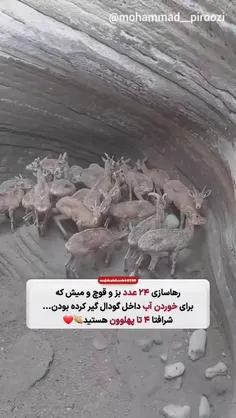 ممنون از اینکه هستید و حالمون را خوب کردید🙏❤