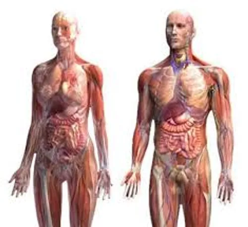آناتومی بدن انسان مرد و زن در یک عکس