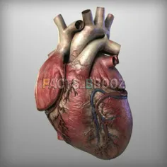 قلب باید بتواند خون را از میان حدود 60،000 مایل (تقریباً 