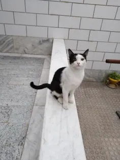 گربه ی ایرانی