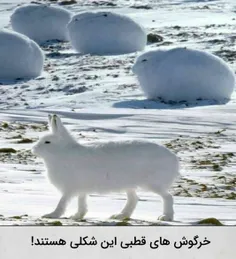 #خرگوش_قطبی