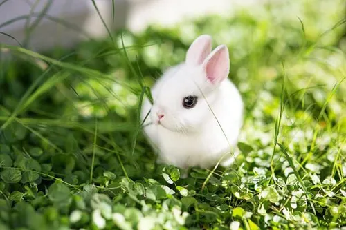 خرگوش بسیار زیبای Dwarf که جثه بسیار کوچکی دارد. این گونه