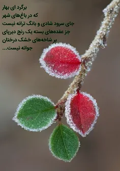 برگرد ای بهار