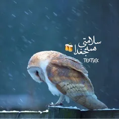 جغدای گرام اعلام حضور کنن لطفااااا