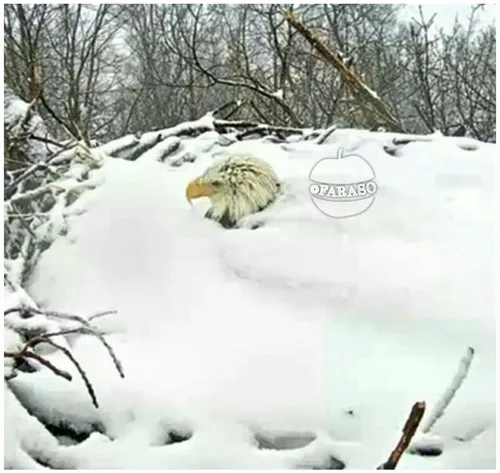 عقابی که برای نجات دادن تخم هایش هنگام کولاک از روی آن ها