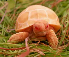 لاک‌پشت آلبینو (albino)