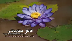 خواص درمانی گل نیلوفر