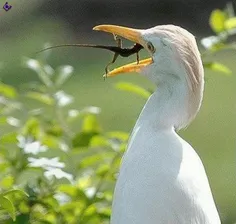 تلاش برای زندگی...