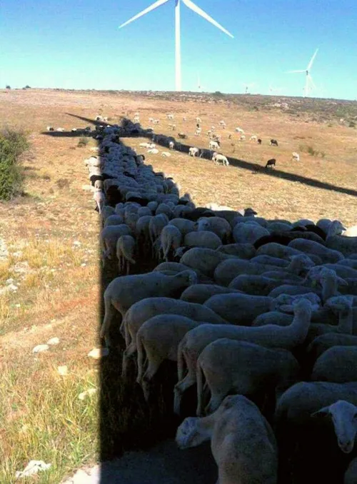 فرار گوسفندان از گرما...!!!😫