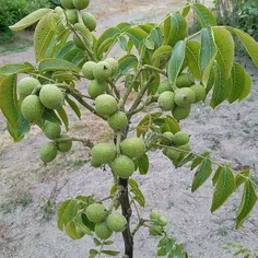 نهال گردو...