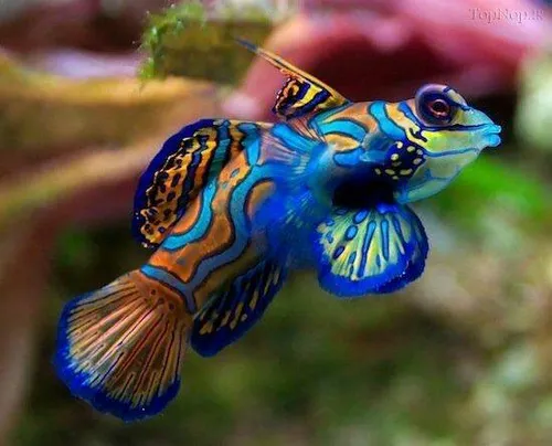 ماهی رنگارنگ