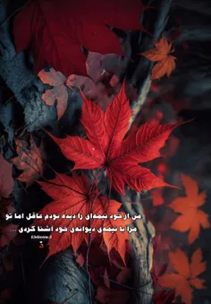 🌱🍒من از خود نیمه‌ای را دیده بودم عاقل اما تو