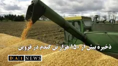 ذخیره سازی گندم در استان قزوین از مرز ۱۵۰ هزار تن عبور کرد