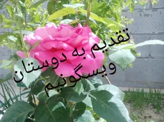 گوناگون majidzs 13709312