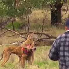 🌎 عملیات نجات سگ از دست کانگورو!
