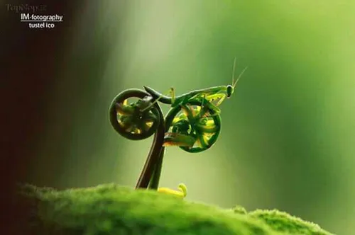 ملخ دوچرخه سوار