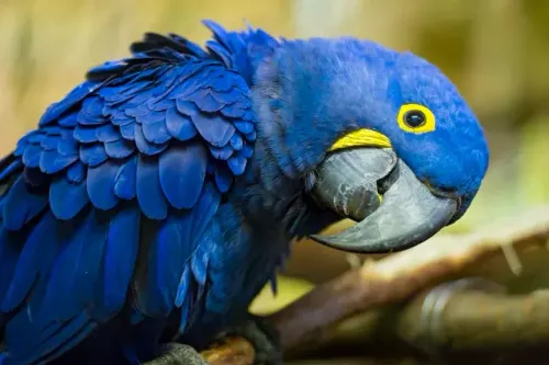 🍀ماکائو آبی یا هیاسینث (Hyacinth Macaws)🍀