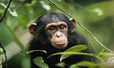 دختر ۴ ساله ای که قصد داشت به میمون غذا بدهد مورد حمله ای