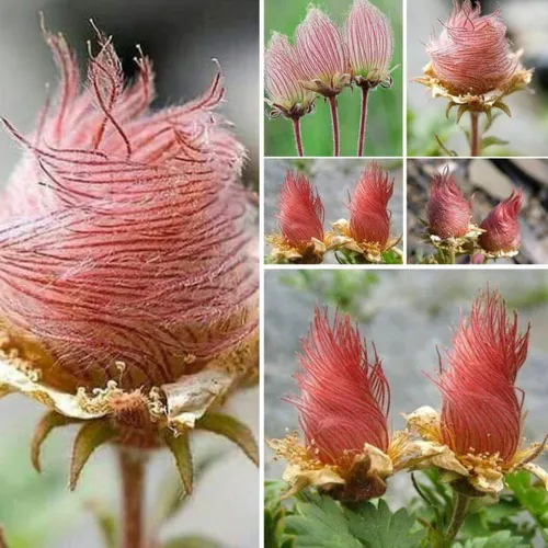 گل رز بسیار کمیاب و زیبا که فقط در کوههای آلپ می روید.این