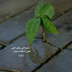 تسلیم نشی بردی حتی وقتی اسفالتت کردن🌱