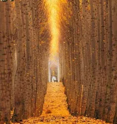 چشم اندازی از یک مسیر طلایی رنگ و درخشان مزرعه ای از درخت