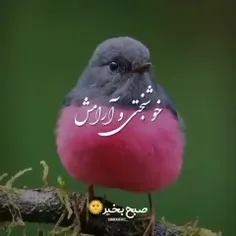 صبح. زیباتون. بخیر