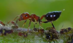 یه عکس دیگه از همزیستی مورچه و شته.